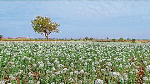 the seeds of onion also increased in belgaum question mark of farmers for production