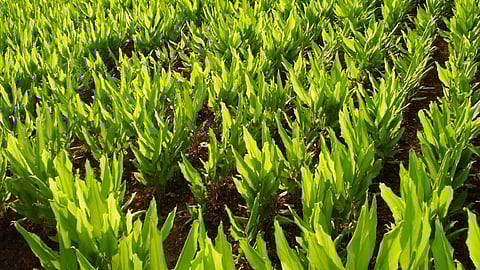 old husband wife farming various project ararot is the crop of medicines in ratnagiri
