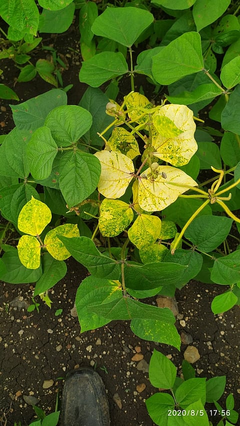 yellow mosaic virus