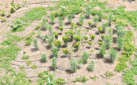  The success of the decisive green publication