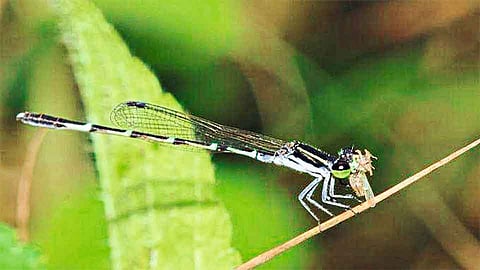 ड्रॅगनफ्लायची संख्या घटल्यास रोगराईचे अराजक 