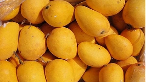 economic help to mango buying people register to related office in ratnagiri the amount 5 thousand to 1 lakh