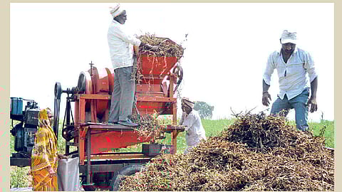 सोयाबीन काढणी, मळणीला वेग