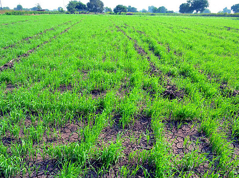 area under wheat