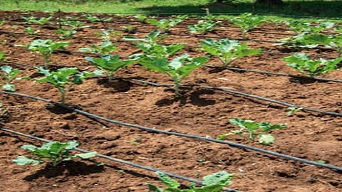 ...यामुळे गेल्या पाच वर्षांपासून शेतकऱ्यांची आयएसआय मार्क ठिबककडे पाठ