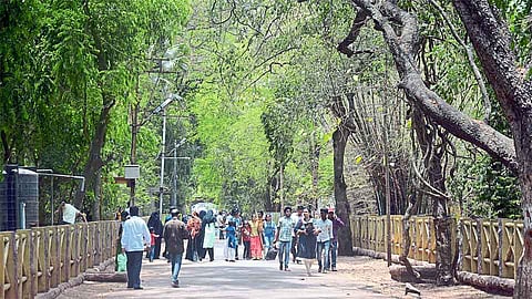 चला, समृद्ध करुया आमराई 