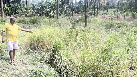 Dogs Saved Farmer From Gava Attack In Padlos Sindhudurg Marathi News 