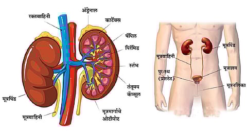 मूत्रपिंडाची रचना आणि कार्य