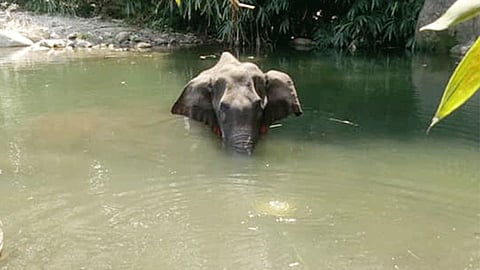 Pregnant Elephant Fed Pineapple Stuffed With Crackers In Kerala. She Died Standing In River