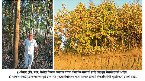 साग लागवडीतून पर्यावरणालाही चांगला परतावा 