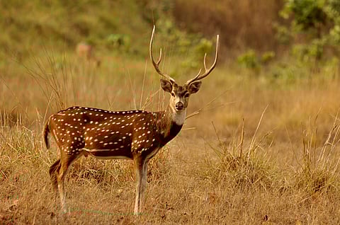 In Chandrapur Chital hunting; Four accused in custody