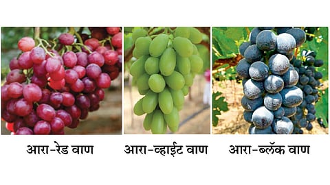 Aara-Grapes
