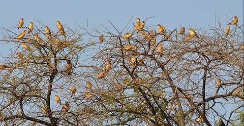 In Ahmednagar, the number of birds has increased
