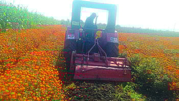 BLV20A01167_pr.jpg