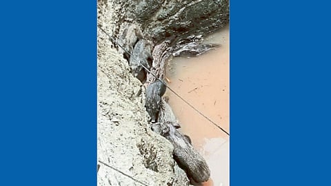 कुसेगाव (ता. दौंड)  : विहिरीत पडलेला रानडुक्कराचा कळप.