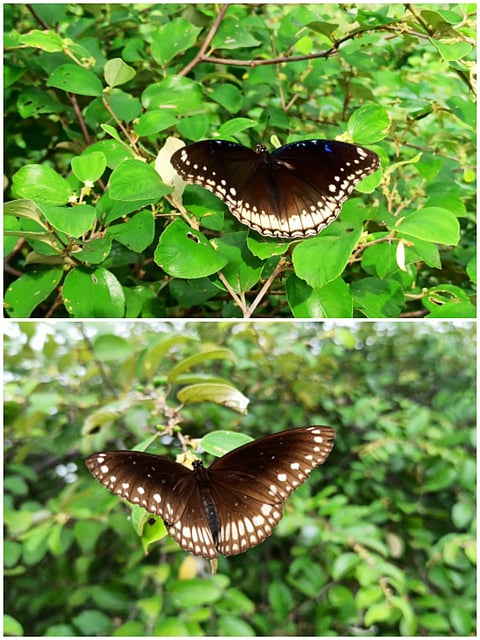 Butterfly
