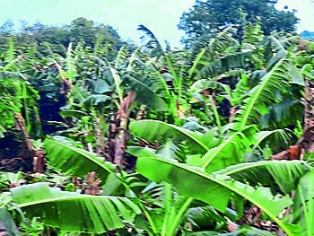 banana