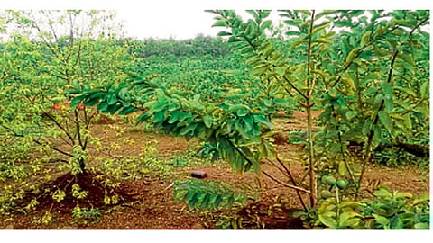 चंदन आणि पेरू मिश्र पद्धतीने लागवड