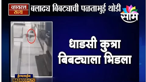 Dogs-Attacks-on-the-Leopard