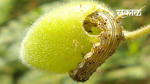 Farmers are being guided by the Taluka Agriculture Department to prevent the spread of larvae.jpg