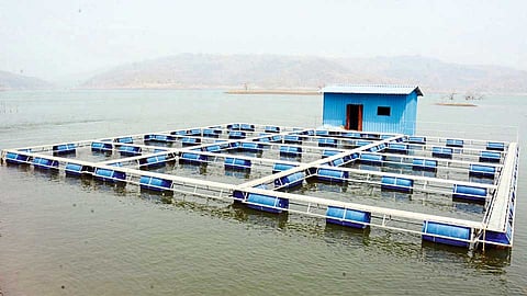 चिमलखेडी (जि. नंदुरबार) - सरदार सरोवर प्रकल्पात मासेमारीसाठी तयार केले जात असलेले "केज कल्चर'.