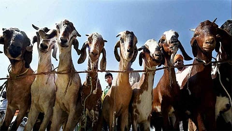 The goat stole ... Kapal ... and what did ...