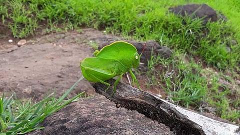 पावसाळ्यात आढळणारा 'हा' नाकतोडा तुम्ही पाहिलाय का?