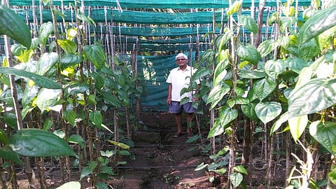 पालघर : झाडावरच असलेली नागवेलीची पाने.     