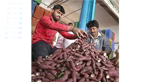 In the market yard increase in the supply of Sweet potato for Mahashivratri
