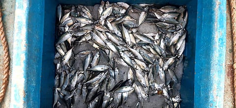 police action fishing trawler sarjekot sindhudurg district