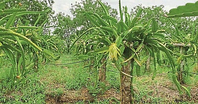 Dragon fruit blooming in drought-prone areas; Fruits will be sebt across the country within a month