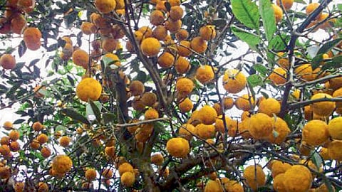 Try this idea of ​​buying lemons