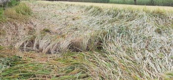 Rains in the kolhapur district flattened the crops of 24951 farmers