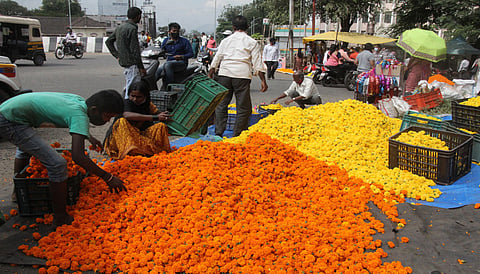 शेतकरी सुखावला! लक्ष्मीपुजनाच्या दिवशी साता-यात झेंडूच्या फुलांचा दर वधारणार