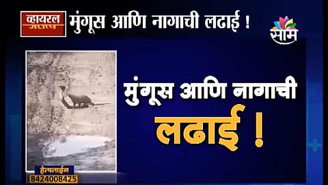 Mongoose and the cobra fighting