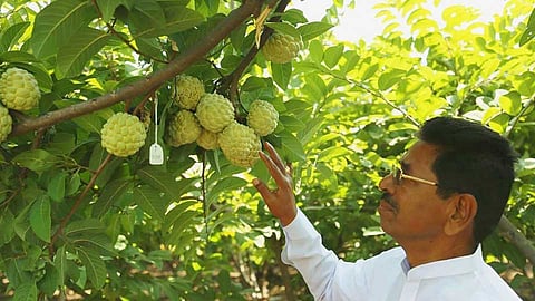 NMK 1 Golden is First custard apple Registered in the country