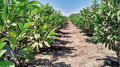 पेरू बागेची स्वच्छता ठेवावी. झाडांना योग्य आकार द्यावा.