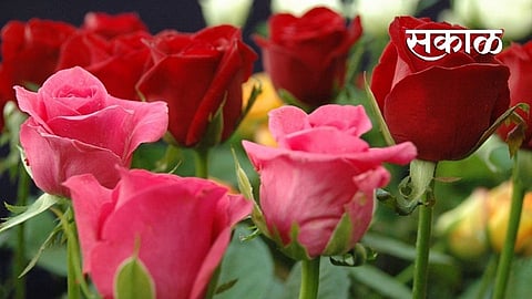 Rose Day : कॉलेज कट्ट्यांबरोबर फूल बाजारही कोमेजला! 