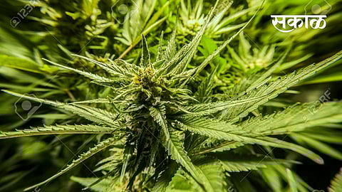 ganja tree