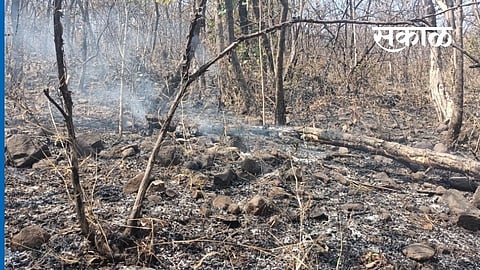 वनविभागाच्या हलगर्जीपणामुळे खडकवासला परिसरातील शेकडो हेक्टर वनक्षेत्र धोक्यात