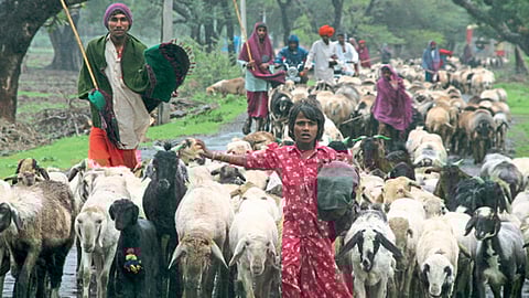 मेंढीपालन व्यवसायिकांचे प्रश्‍न तीव्र झाले आहेत.