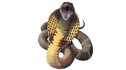 नागाच्या विषावर तस्करांचा ‘दंश’