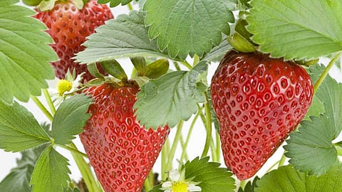 strawberry is very beneficial for men health