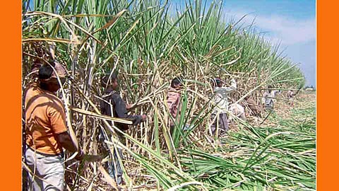 Sugarcane