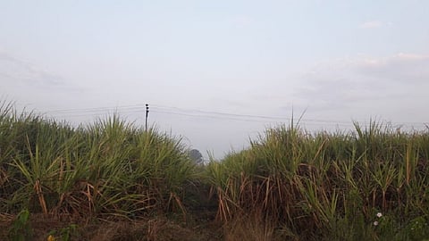 नाणे - मार्च अखेरीस शेतात उभा असलेला ऊस.