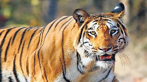do not even think about Sterilization of tigers said nature lovers 