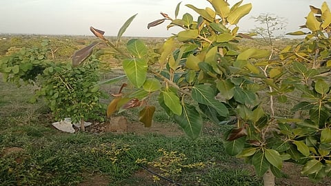 The trees that were burnt in the fire are growing again nashik marathi news