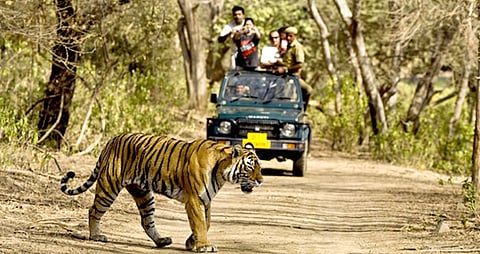 दिवाळी पर्यटन; ताडोबा, पेंच हाउसफुल्ल  