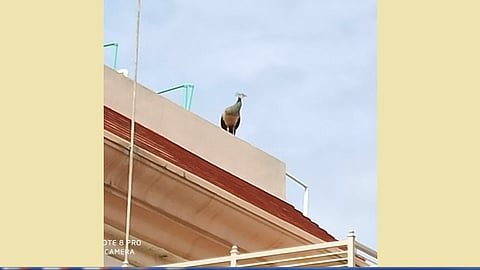 औरंगाबाद - इमारतीच्या छतावर बसलेली लांडोर