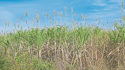 ऊस तोडणीसाठी शेतकऱ्यांची पायपीट; कामगारांची संख्या घटल्याचा परिणाम